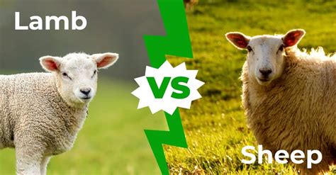 Lamb Meaning .